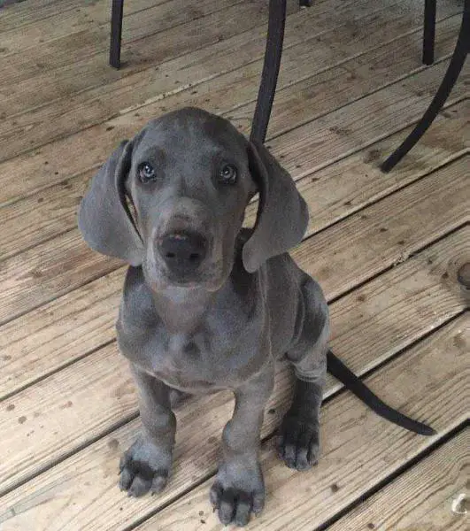 Swampside Blue Moon Diva