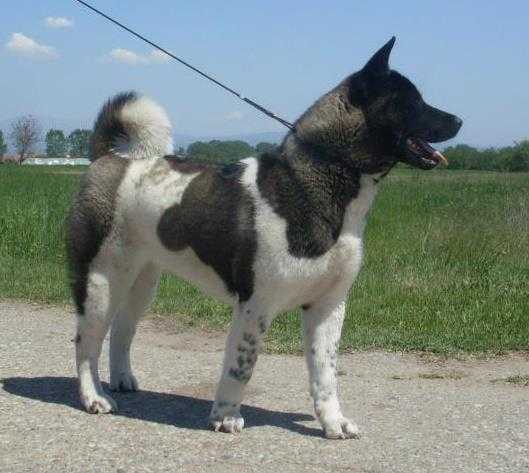 SRB CH, SRB JCH Asy Black Mask