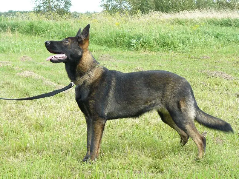De Juco Laika