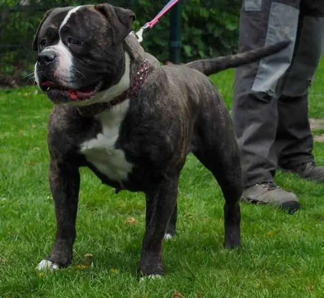 Bullforce Sammy