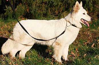 Hindy Roos v. Hiemrod