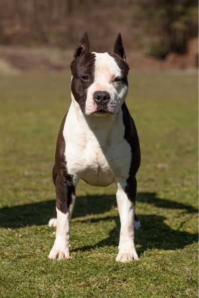 INTERCHAMPION Agein Django Unchained of Dethroner
