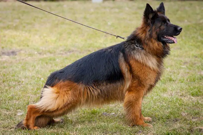 V Qina vom Kirschental