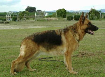 SVÖ V1 Yasmin von Appolonia