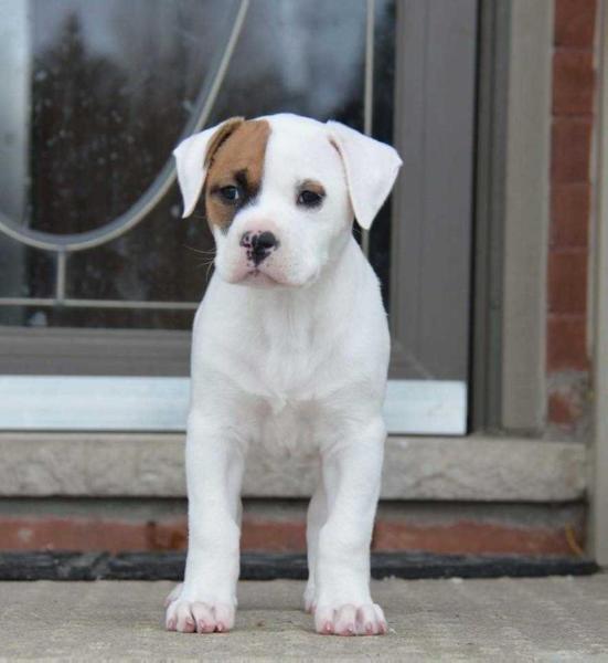 Revival’s One and Only of St Onge