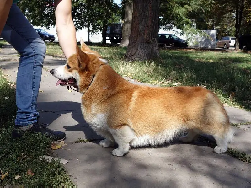 2xCAC.UA Jedi iz Doma Na Holme