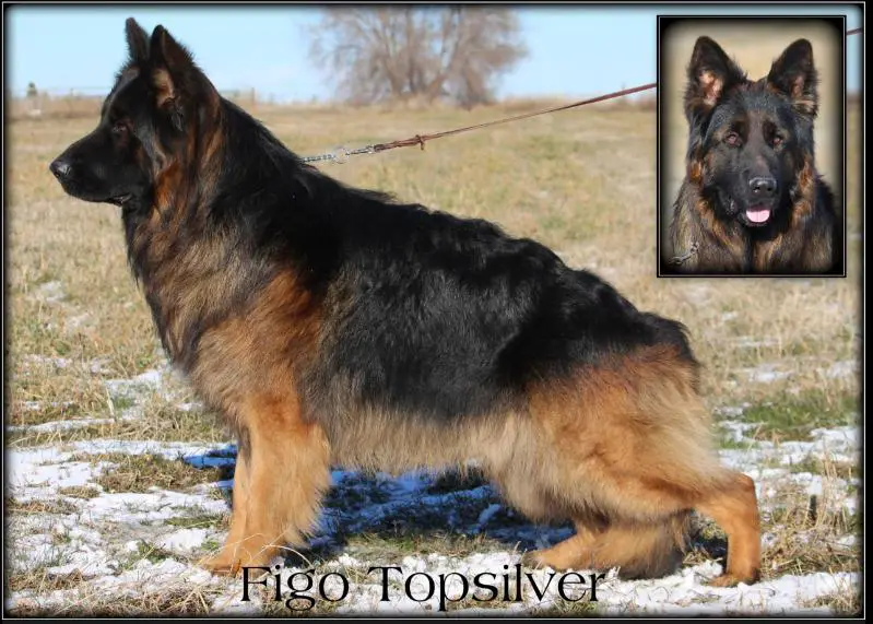 Figo Top Silver