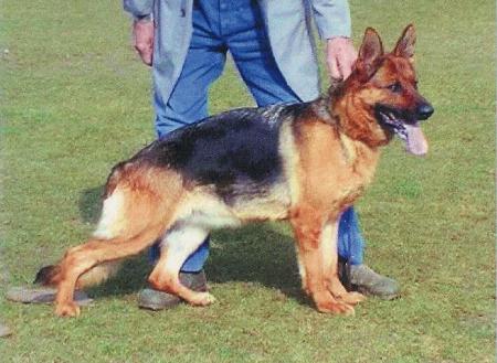 V2 Tynara vom Kirschental