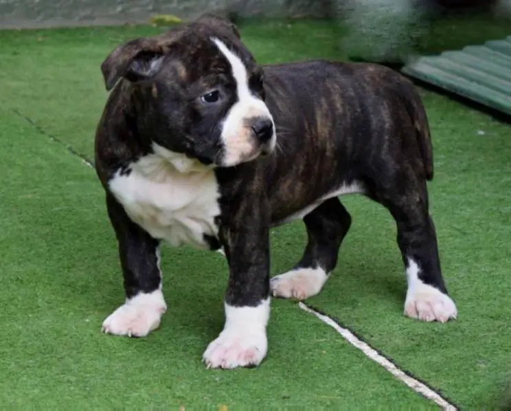 Evita Di LION GK Amstaff