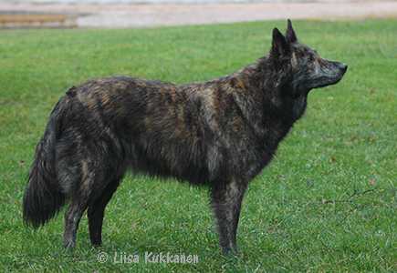 Lissunmustan Izadora Darija