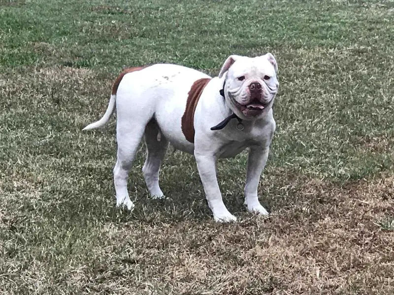 Paparazzi Kennel's Ronda Rousey of D.S.B.