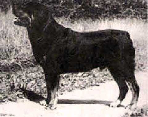 Brix vom Tollensetal