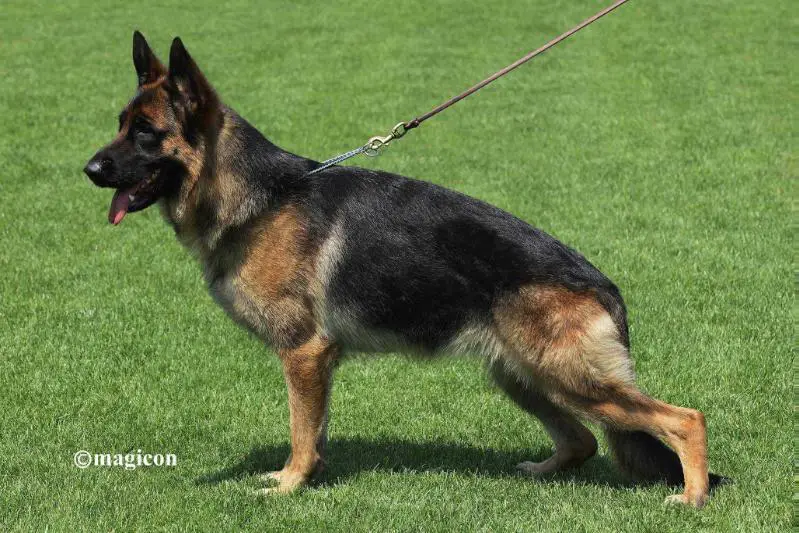 Caramel clever canin