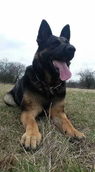 Qwesi z Cagova ráje