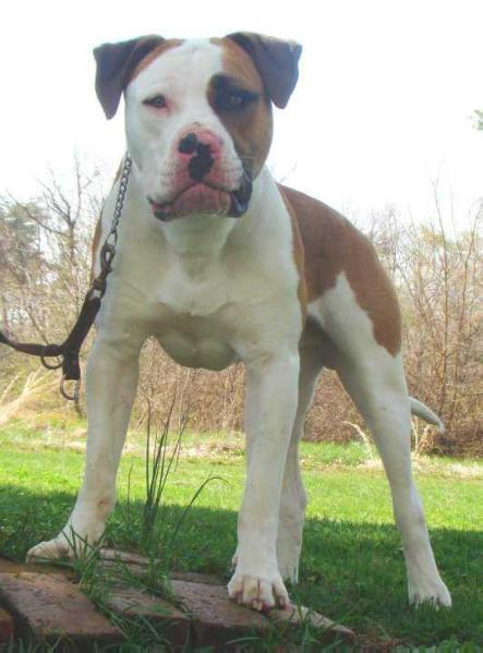 JEMS’ Big Boy Blue