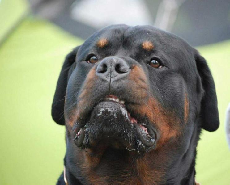 Champion of Poland FAUST od Beridy