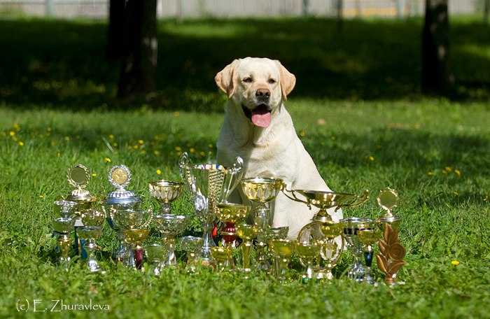 3x-Ch.RUS, 3x-Ch.NKP, 2x-Ch.RKF, Grand Ch.UA, Ch.UA, Ch.OANK Yustas Lucky Moran