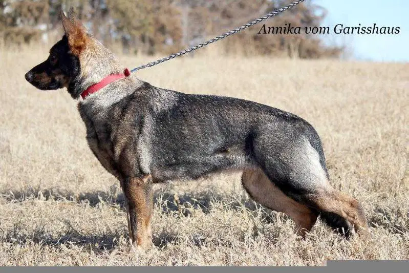 Annika vom Garisshaus