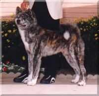 Northland's Out Of The Shadows