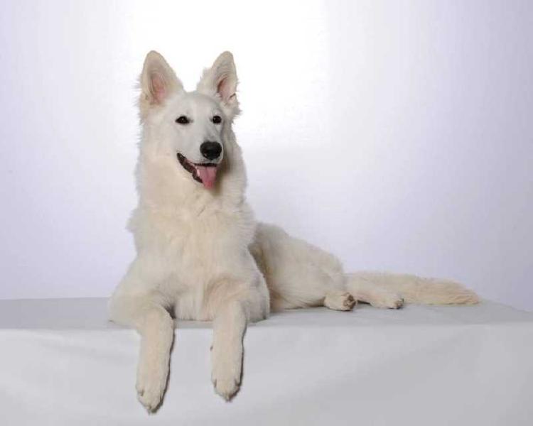 HELLA BELLA VITA L'AIGE DE LA TOURNELLE