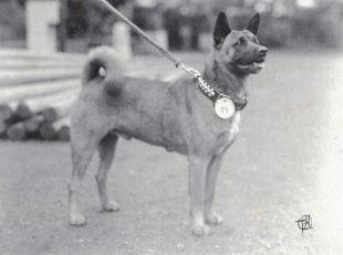 Sendai Goma Go Akita Saito Shi