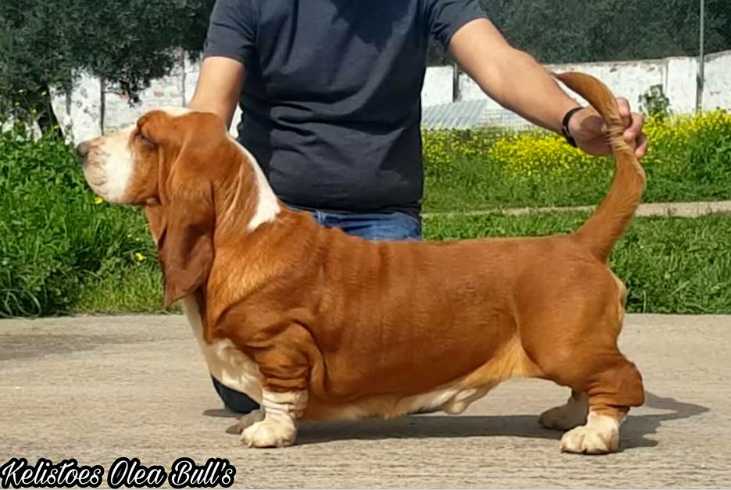 Kelistoes Olea Bull’s