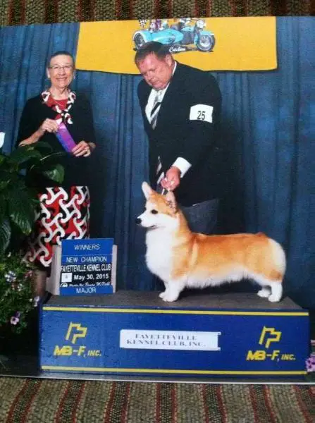 GCH CH HONEYFOX RACING SILKS