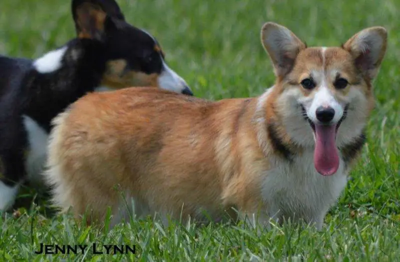 F&M Corgi's Jenny Lynn