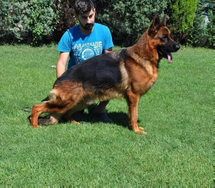 Yaman vom Klausener Grund