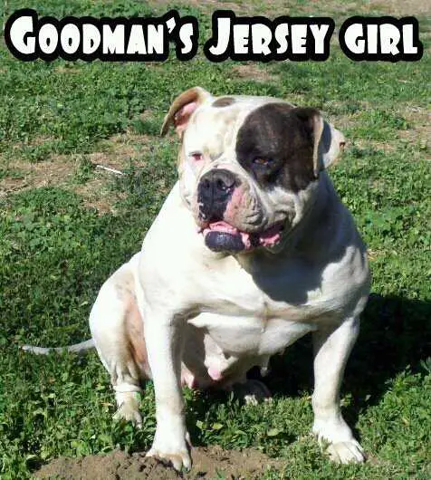 Goodmans Jersey Girl