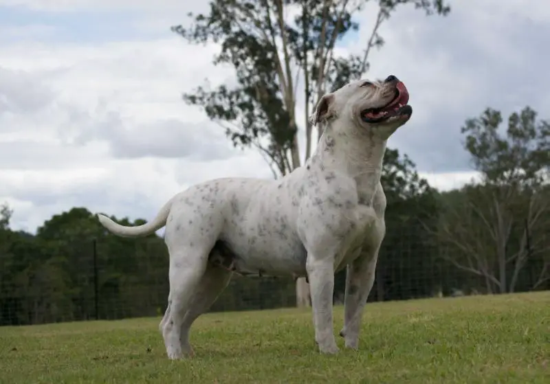 Running With Bulls Sandy