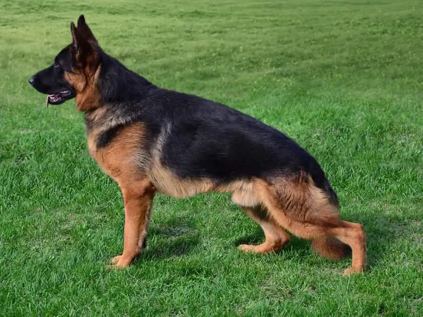 Neymar Von Haus Bogatic