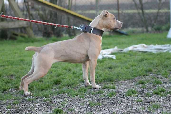 Contra Legem White Rock BJJ