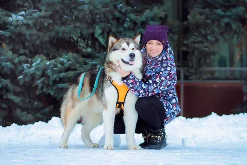 JChRussia,ChRussia,Ch RKF TASTE OF VICTORY NOW OR NEVER