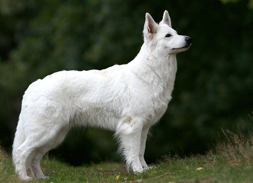 Delightful Zoe of white companions