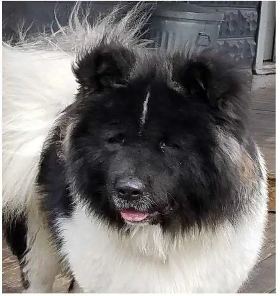 Tamotsu Ha Kuma Matata