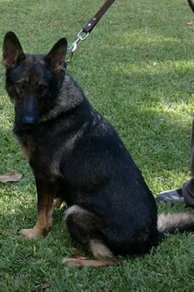 Katniss Vom Black Jack