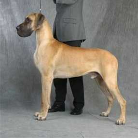 KBHV02, DKCH, NCH, SCH, NORDCH, KBHV03, INTCH, KLBCH, DKKV04 Diplomatic's Umberto Di Visconti