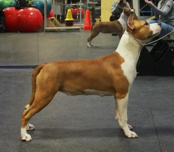 Anikord Icing on the Cake