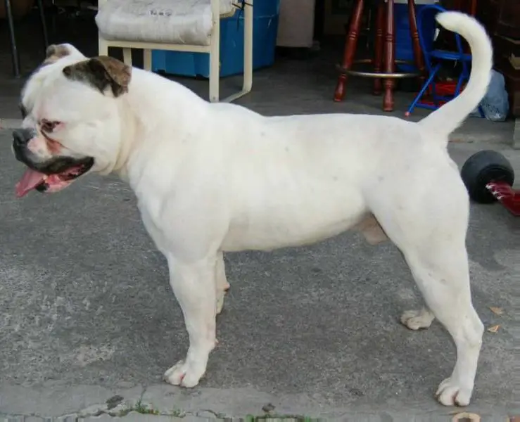 Manstopper’s Rambo