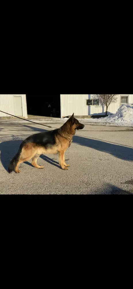 Bauer Von Trescas