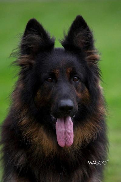 ungava waldrudel von negra