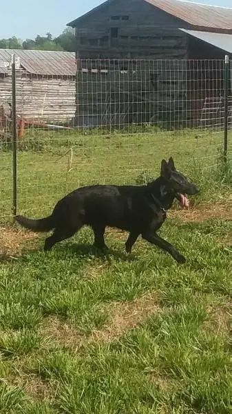 Tricreeks Constantine Yucero Von Bachhaus