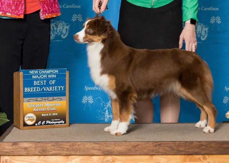 AKC CH Schaefer's Call of the Siren