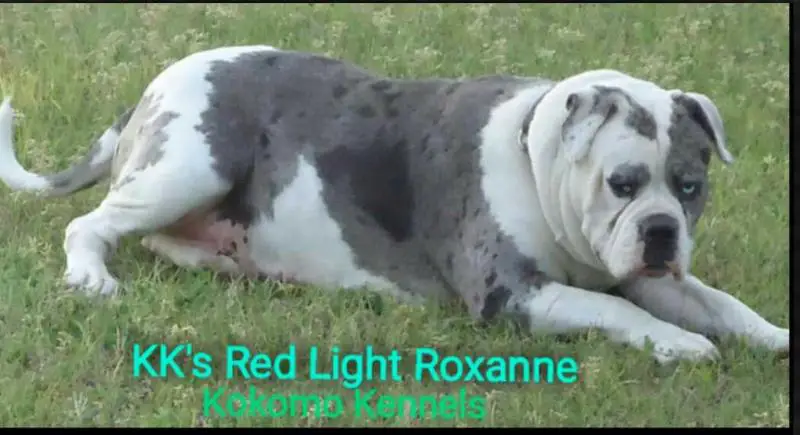 Kk's Redlight Roxanne