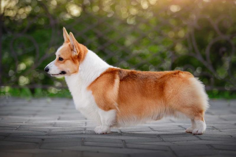 JChRu,ChRu,ChRKF,JChbreedclub,ChBel,CHbreedclub,GCHRu,CHML MY SUN AND STARS VIZERION
