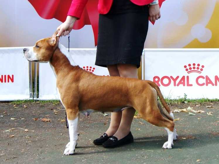 INT CH, CH RUS, EST, FIN, BEL 6*CACIB Beautiful Lady King of Ring's