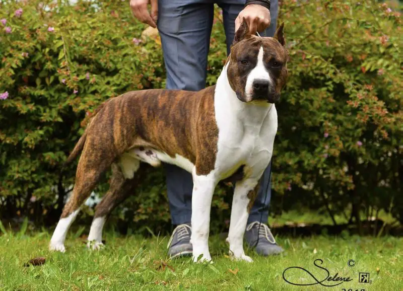ITA J. CH. AKC CH. Flowerstone