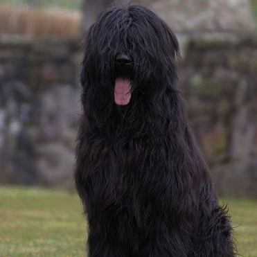 Deutscher Champion (VDH) Amaury Uno Auberge des ours heureux