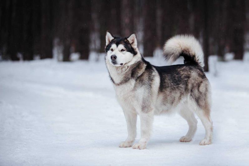 CH Сhelsea from Fort Yukon